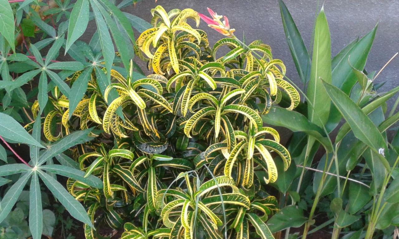 菲鲁兹别墅 Flic-en-Flacq 外观 照片
